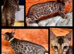 Vienna - Bengal Kitten For Sale - Florence&comma; SC&comma; US