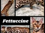 Fettuccine - Bengal Kitten For Sale - Florence&comma; SC&comma; US