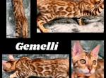 Gemelli - Bengal Kitten For Sale - Florence&comma; SC&comma; US