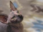 Sphynx Female Tortie - Sphynx Kitten For Sale - Boston&comma; MA&comma; US