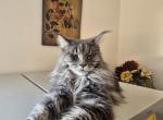 Linnie - Maine Coon Cat For Sale - 