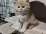 Red female - Maine Coon Kitten For Sale - Frenchtown&comma; MI&comma; US