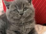 Bronco - British Shorthair Kitten For Sale - Brooklyn&comma; NY&comma; US
