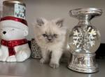 luca - Himalayan Kitten For Sale - Barrington&comma; IL&comma; US