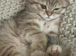 Tiger Scottish  straight female - Scottish Straight Kitten For Sale - Sarasota&comma; FL&comma; US