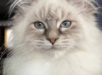 Litter J - Maine Coon Kitten For Sale - Los Angeles&comma; CA&comma; US