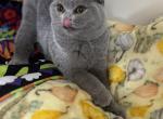 Godiva blue Scottish Fold girl - Scottish Fold Kitten For Sale - NY&comma; US