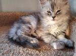 Silver tortie - Maine Coon Kitten For Sale - Hendersonville&comma; TN&comma; US