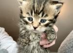 Holly from Holiday Litter - Siberian Kitten For Sale - Belchertown&comma; MA&comma; US