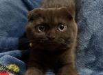Mocha - Scottish Fold Cat For Sale - Wichita&comma; KS&comma; US