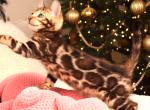 Shon - Bengal Kitten For Sale - Pembroke Pines&comma; FL&comma; US