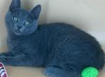 Laila - Russian Blue Kitten For Sale - Hollywood&comma; FL&comma; US