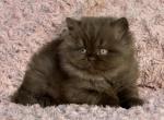 Zephyr - British Shorthair Kitten For Sale - Pembroke Pines&comma; FL&comma; US