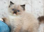 Jazz frost - Ragdoll Kitten For Sale - Hollywood&comma; FL&comma; US