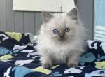 Churrio - Ragdoll Kitten For Sale - New Smyrna&comma; FL&comma; US