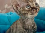 Devon Rex Black tabby - Devon Rex Kitten For Sale - Hollywood&comma; FL&comma; US