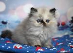 Fleur - Persian Kitten For Sale - Pembroke Pines&comma; FL&comma; US