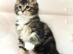 Amina - Maine Coon Kitten For Sale - Hollywood&comma; FL&comma; US