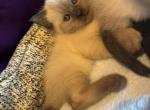 Butterscotch - Siamese Kitten For Sale - Winder&comma; GA&comma; US
