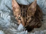 F 6 SAVANNAH Brazen - Savannah Kitten For Sale - Orange&comma; CA&comma; US