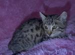 F 6 SAVANNAH KITTEN - Savannah Kitten For Sale - Orange&comma; CA&comma; US