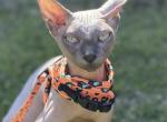 Bruce - Sphynx Cat For Sale - Charlotte&comma; NC&comma; US