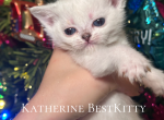 Scottish Straight kitten - Scottish Straight Kitten For Sale - 