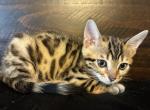 Cinnamon - Bengal Kitten For Sale - Stroudsburg&comma; PA&comma; US