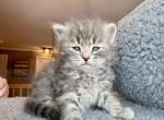 Nick from Holiday Litter - Siberian Kitten For Sale - Belchertown&comma; MA&comma; US