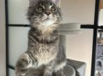 Enzo - Maine Coon Kitten For Sale - Hollywood&comma; FL&comma; US