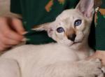 Leon - Siamese Kitten For Sale - Miami&comma; FL&comma; US