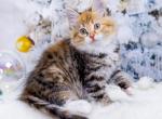 Yaroslava - Siberian Kitten For Sale - Pembroke Pines&comma; FL&comma; US