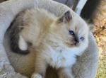 Afroditedolls Vanilla Ice - Ragdoll Kitten For Sale - Bradenton&comma; FL&comma; US