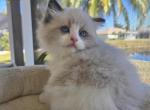 Espresso - Ragdoll Kitten For Sale - Bradenton&comma; FL&comma; US