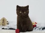 Xeron - British Shorthair Kitten For Sale - Norwalk&comma; CT&comma; US