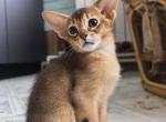 William - Abyssinian Kitten For Sale - 