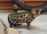 Jack Frost - Bengal Kitten For Sale - Macon&comma; MO&comma; US