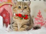 Jay - Munchkin Kitten For Sale - Pembroke Pines&comma; FL&comma; US