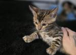 JadisBenny - Bengal Kitten For Sale - Lincoln&comma; NE&comma; US