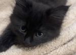 Dior - Domestic Kitten For Sale - Orland Park&comma; IL&comma; US