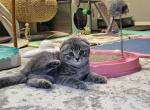 Oreo - Scottish Fold Kitten For Sale - New York&comma; NY&comma; US