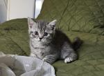 Milo - Scottish Straight Kitten For Sale - New York&comma; NY&comma; US