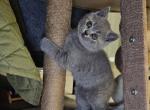 Kiki - Scottish Straight Kitten For Sale - New York&comma; NY&comma; US