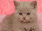 Iris - British Shorthair Kitten For Sale - Norwalk&comma; CT&comma; US