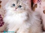 X Ray - British Shorthair Kitten For Sale - Norwalk&comma; CT&comma; US