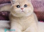 Lilit - British Shorthair Kitten For Sale - Norwalk&comma; CT&comma; US