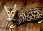 YMIR - Bengal Kitten For Sale - Brooklyn Park&comma; MN&comma; US
