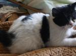 Female - Exotic Kitten For Sale - Waynesburg&comma; PA&comma; US