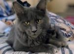 Bella the Blue Polydactyl - Maine Coon Kitten For Sale - Pewaukee&comma; WI&comma; US