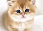 Tom - Scottish Straight Kitten For Sale - Levittown&comma; PA&comma; US
